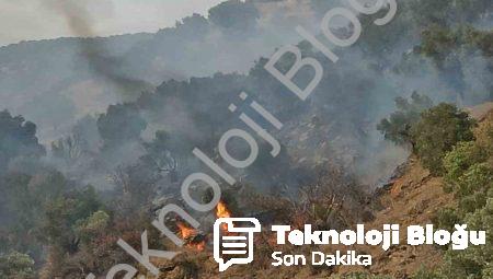 Aydın Bozdoğan’da Orman Yangını: Ekipler Rüzgarla Mücadele Ediyor