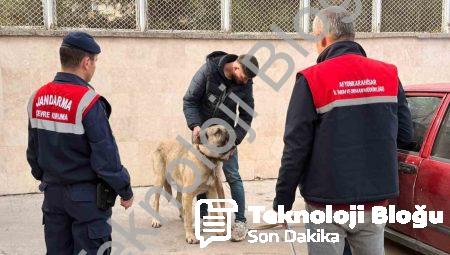 Afyonkarahisar’da Dron Destekli Köpek Dövüşü Operasyonu: 12 Gözaltı