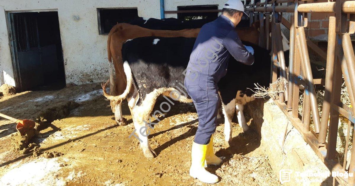 "Aydın'da Şap Hastalığı Alarmı: Aşılama Çalışmaları Hız Kazandı" başlıklı haber için fotorealistik,