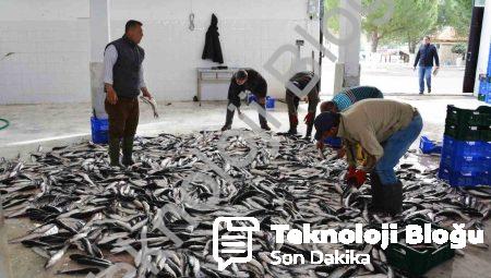 Muğla’dan 10 Ayda 618 Milyon Dolarlık Balık İhracatı