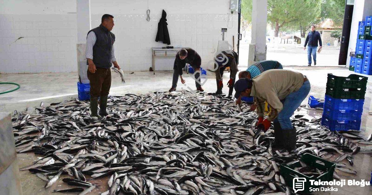 "Muğla'dan 10 Ayda 618 Milyon Dolarlık Balık İhracatı" başlıklı haber için fotorealistik, profesyone