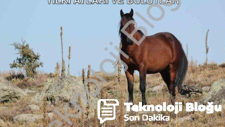 Afyonkarahisar’da Büyüleyen Görüntü: Yılkı Atları ve Bulutlar