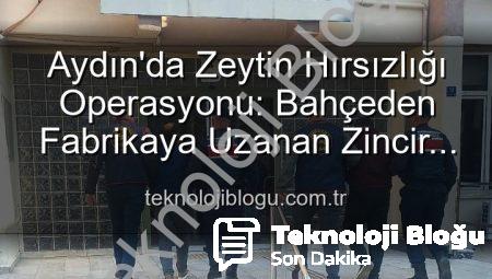 Aydın’da Zeytin Hırsızlığı Operasyonu: Bahçeden Fabrikaya Uzanan Zincir Kırıldı!