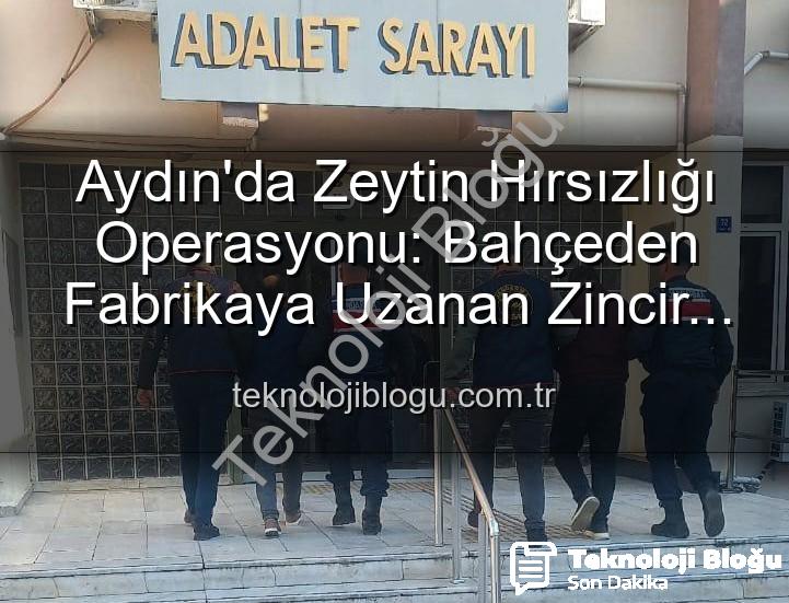 zeytin hırsızlığı - Aydın'da Zeytin Hırsızlığı Operasyonu: Bahçeden Fabrikaya Uzanan Zincir Kırıldı!