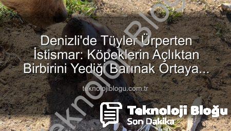 Denizli’de Tüyler Ürperten İstismar: Köpeklerin Açlıktan Birbirini Yediği Barınak Ortaya Çıktı