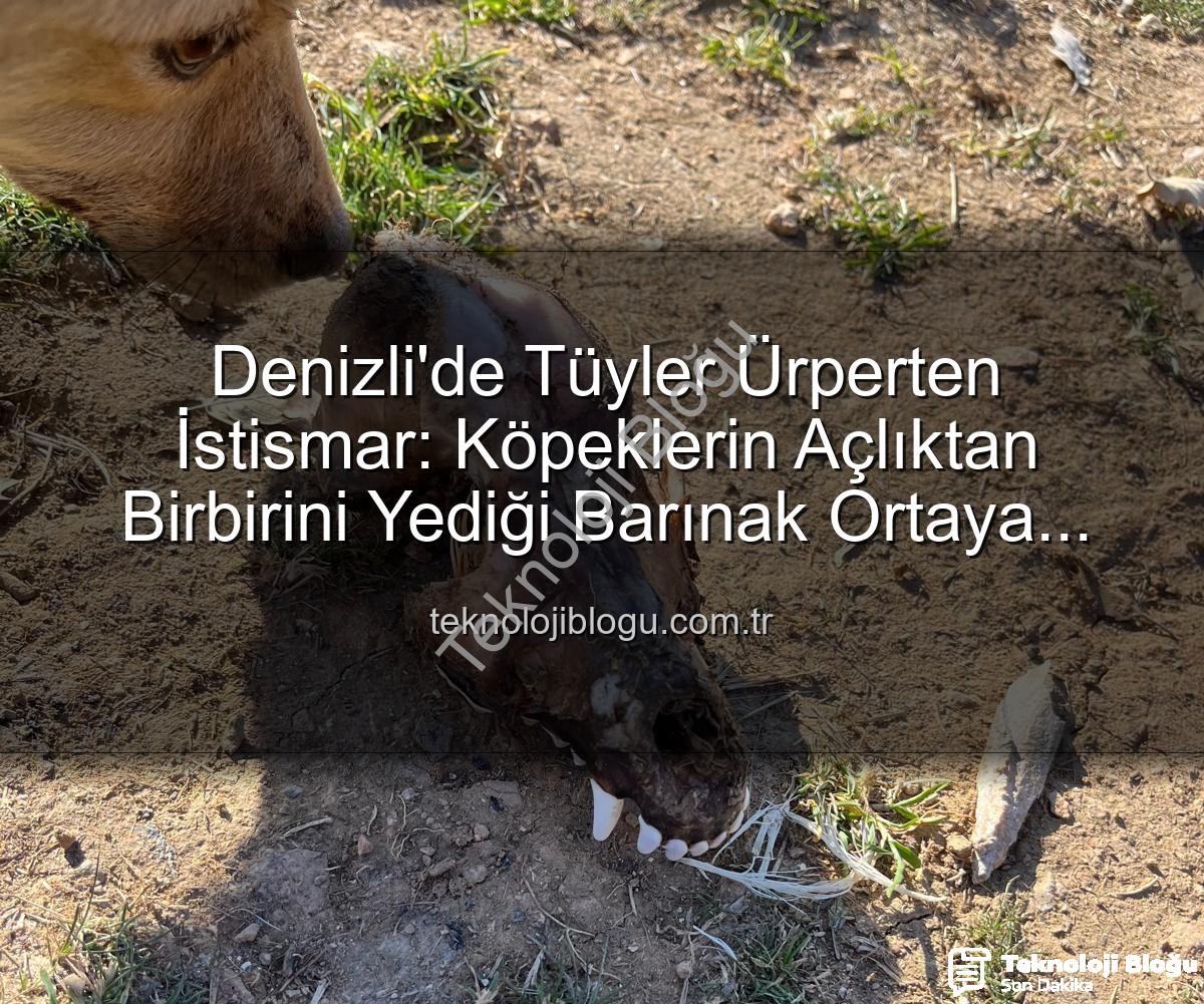 hayvan istismarı - Denizli'de Tüyler Ürperten İstismar: Köpeklerin Açlıktan Birbirini Yediği Barınak Ortaya Çıktı
