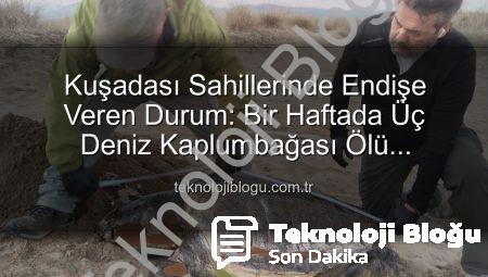 Kuşadası Sahillerinde Endişe Veren Durum: Bir Haftada Üç Deniz Kaplumbağası Ölü Bulundu