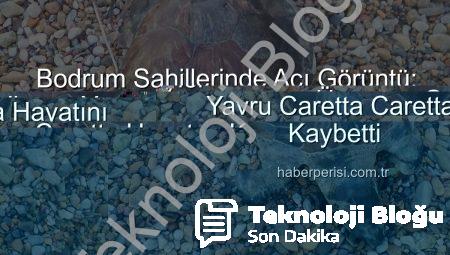 Bodrum Sahillerinde Üzücü Keşif: Yavru Caretta Caretta Kıyıya Vurdu