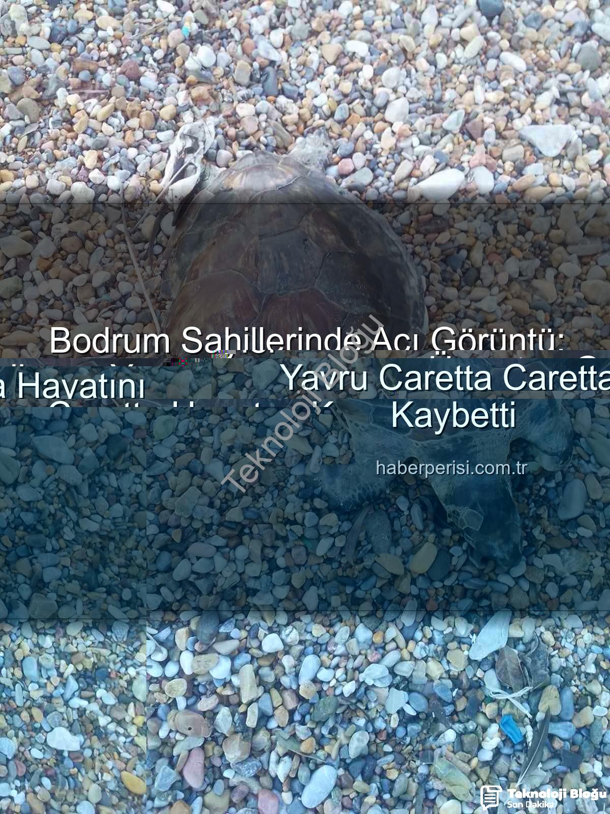 yavru caretta caretta - Bodrum Sahillerinde Üzücü Keşif: Yavru Caretta Caretta Kıyıya Vurdu
