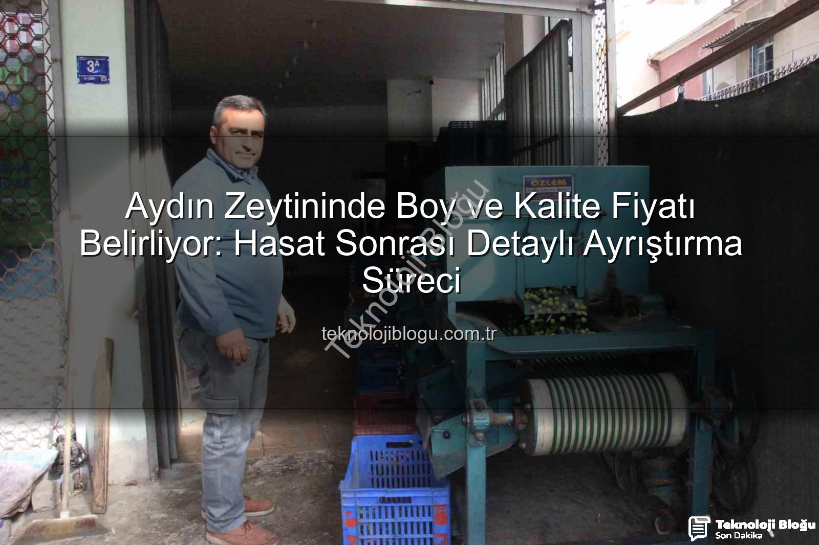 zeytin fiyatları - Aydın Zeytininde Boy ve Kalite Fiyatı Belirliyor: Hasat Sonrası Detaylı Ayrıştırma Süreci