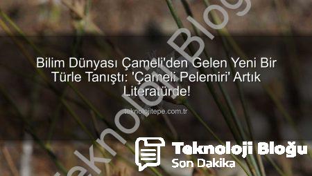 Denizli’nin Saklı Güzelliği: ‘Çameli Pelemiri’ Bilim Dünyasına Kazandırıldı!