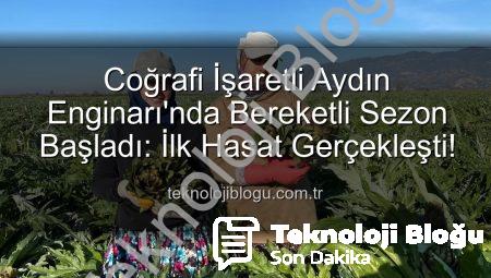 Coğrafi İşaretli Aydın Enginarı’nda Bereketli Sezon Başladı: İlk Hasat Gerçekleşti!