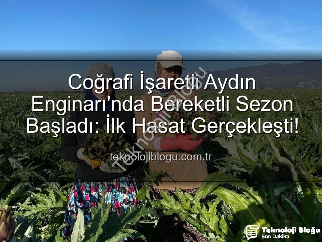 Aydın Enginarı - Coğrafi İşaretli Aydın Enginarı'nda Bereketli Sezon Başladı: İlk Hasat Gerçekleşti!
