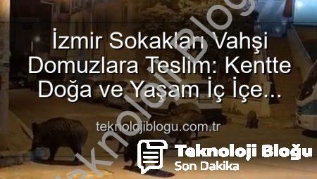 İzmir Sokakları Vahşi Domuzlara Teslim: Kentte Doğa ve Yaşam İç İçe Geçti