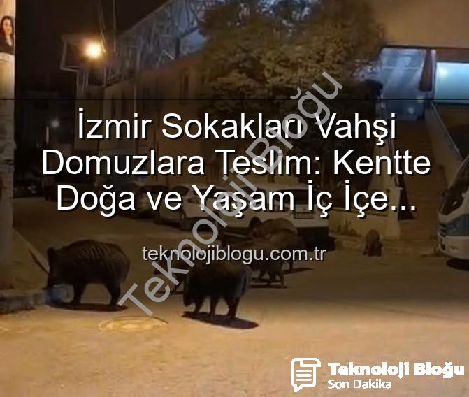 yaban domuzu - İzmir Sokakları Vahşi Domuzlara Teslim: Kentte Doğa ve Yaşam İç İçe Geçti